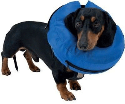 Buster inflatable collar XL